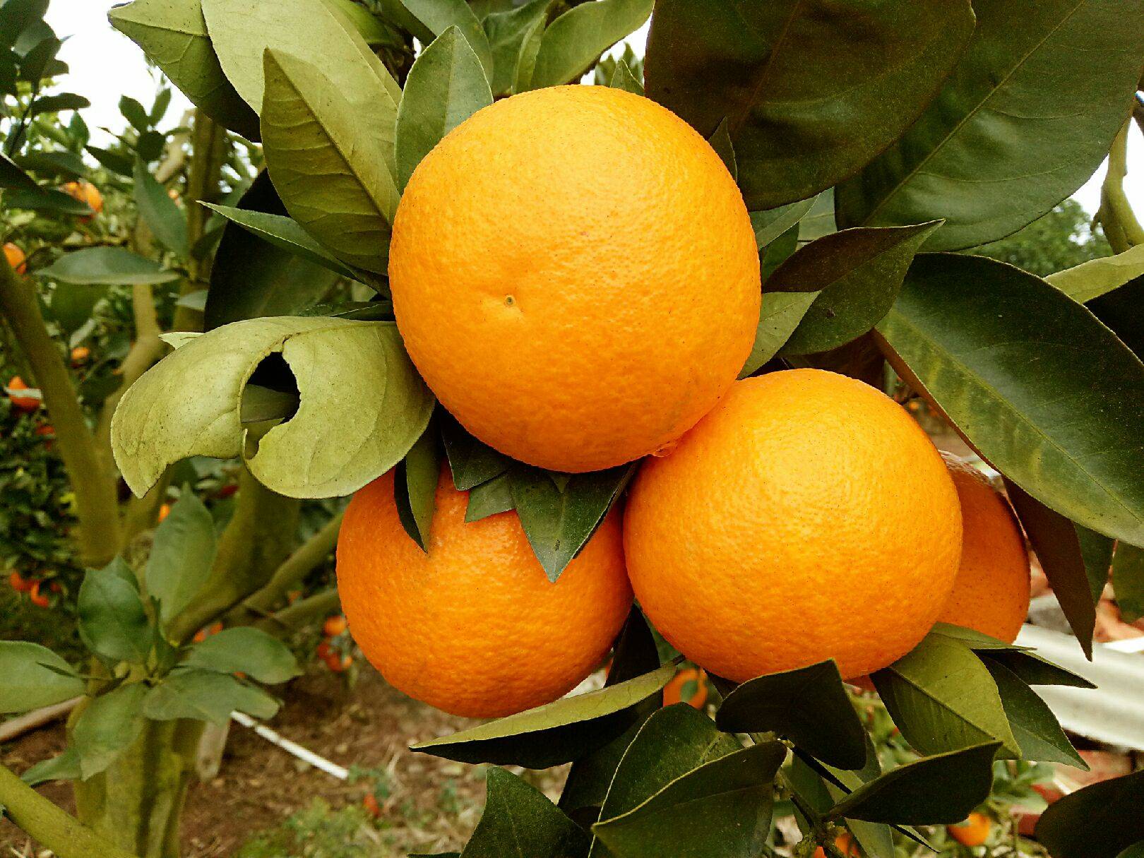 新鲜橙子摄影图__水果_生物世界_摄影图库_昵图网nipic.com